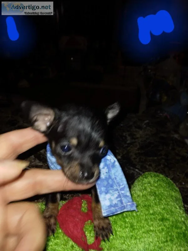 Ckc registered miniature chihuahua puppies