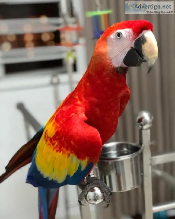 Scarlet macaws