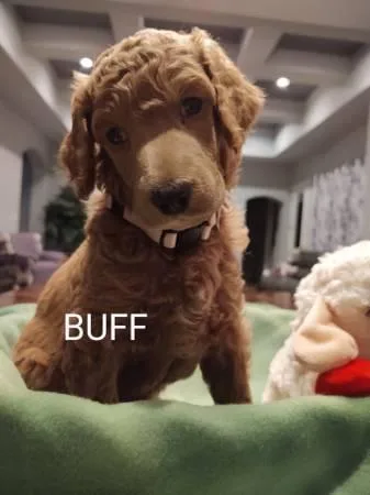 Toy Poodle puppies available for rehoming