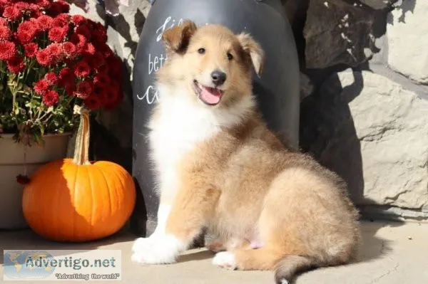Bobby male AKC Lassie Collie