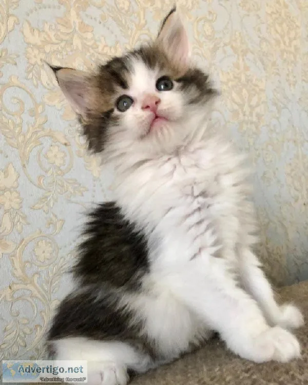 Kelly &ndash Female Maine Coon Kitten