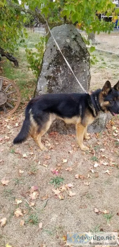 Sonoma German Shepherd Dog