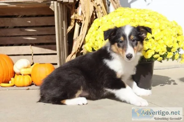 Lassy Female AKC Lassie Collie