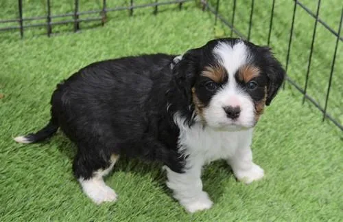 Cavalier King Charles Spaniel puppies for rehoming