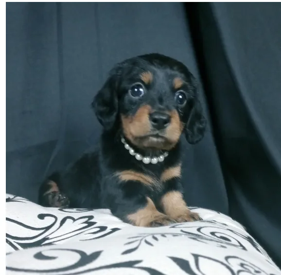 Mini Dachshund puppies for rehoming