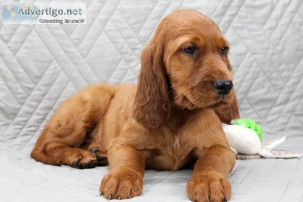 Hunter Male AKC Irish Setter