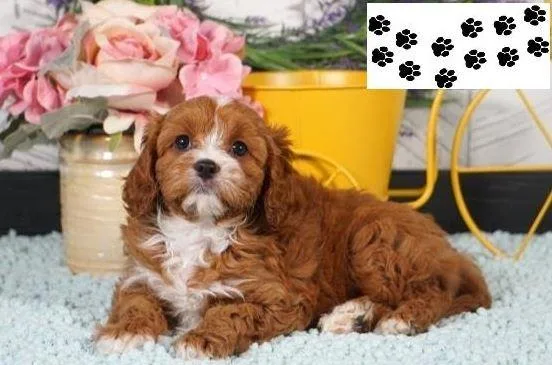 Buy Best Cavapoo Puppies