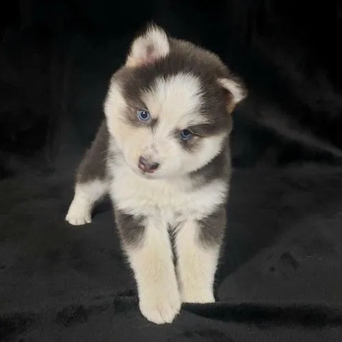 Pomsky puppies for rehoming