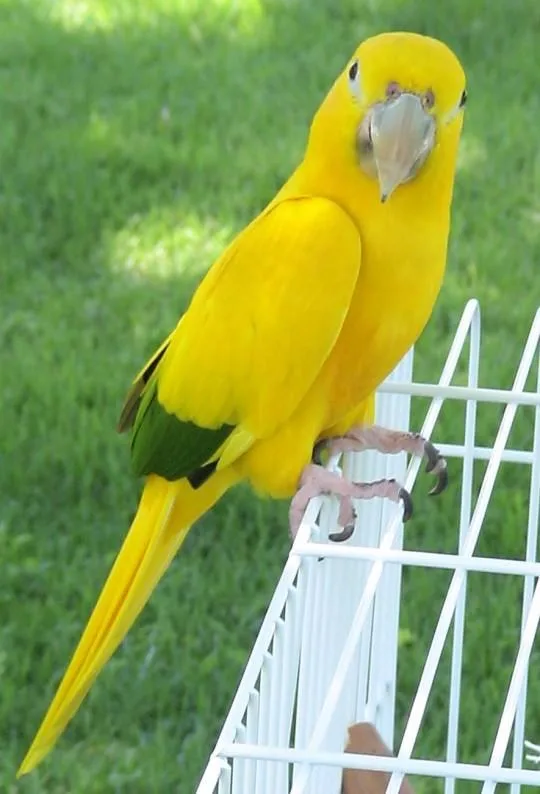 Nice Golden Conures Birds