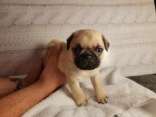 Pug puppies for rehoming
