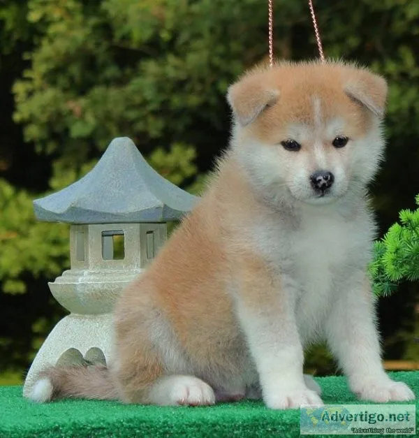 Japanese Akita puppies available