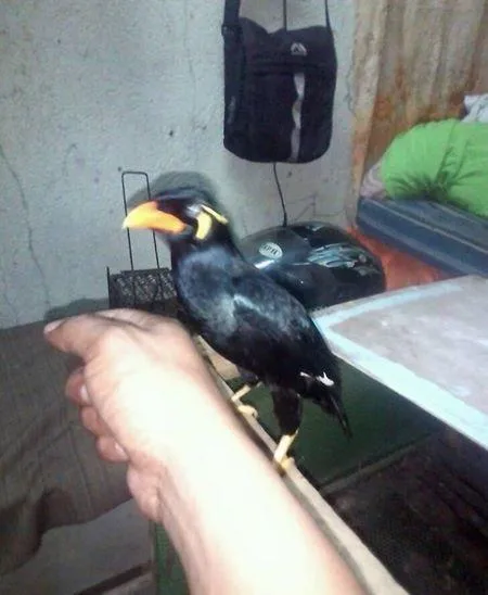 Sweet Mynah birds