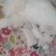 Japanese Spitz puppies for rehoming