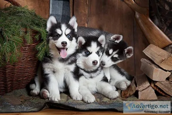Adorable Siberian Husky puppies for rehoming
