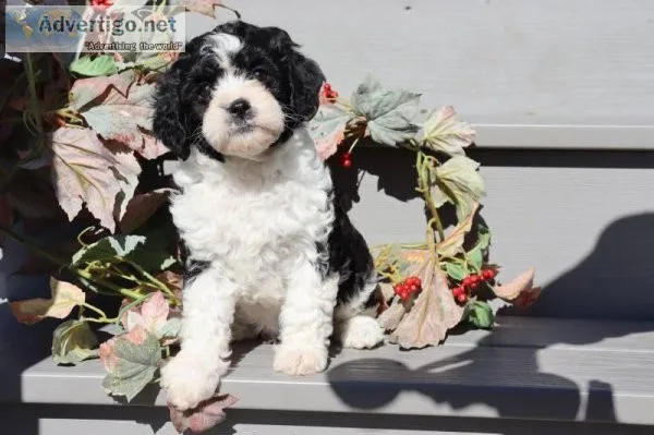 Sophie Female Cockapoo