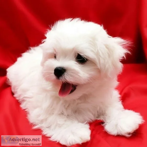 Maltese puppies for sale