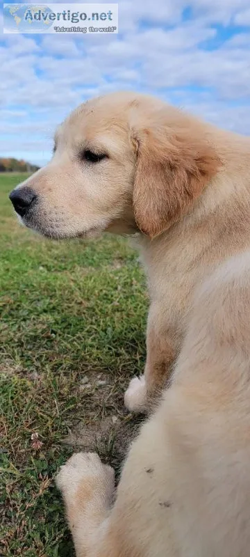 LOOKING FOR A NEW FURRY FRIEND