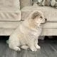 Chow Chow Puppies for rehoming