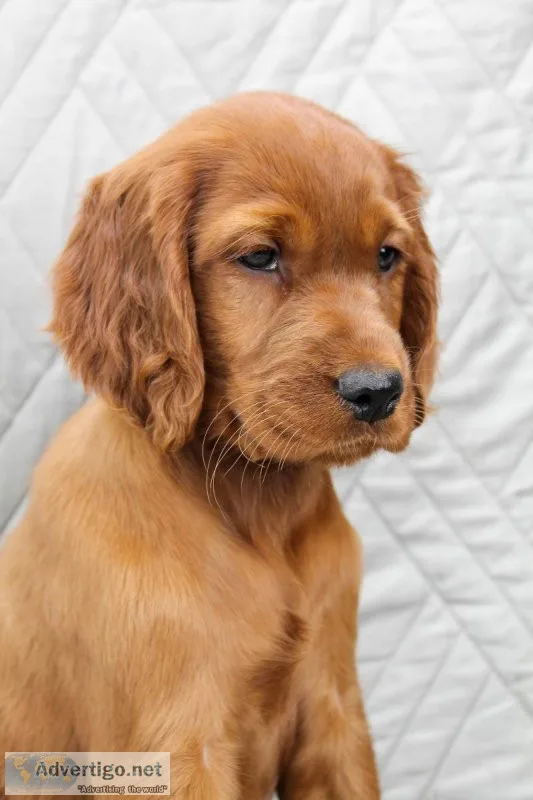 Abby female AKC Irish Setter