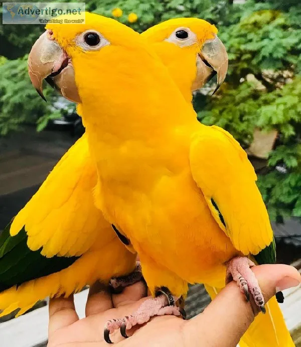 Able Golden Conures Birds