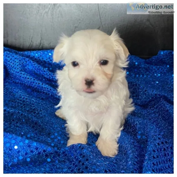 Maltese puppies available