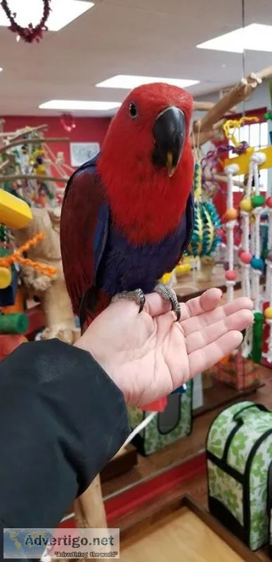 Eclectus parrot Parrot