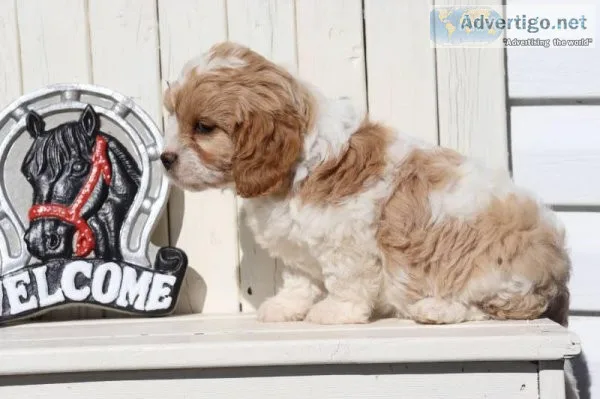 Candy Female Cockapoo