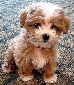 Miniature moodlemaltipoo