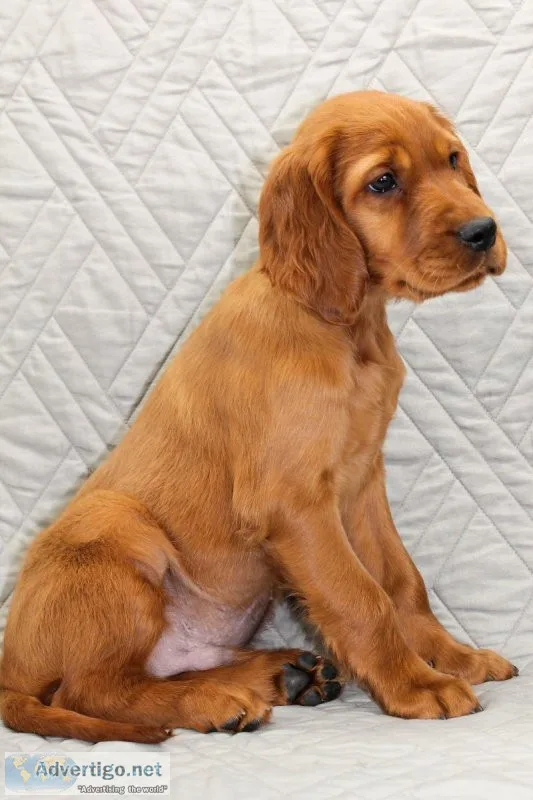 Hogan AKC Irish Setter