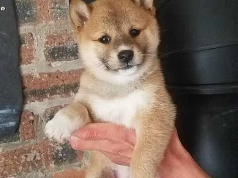 shiba inu puppies for rehoming