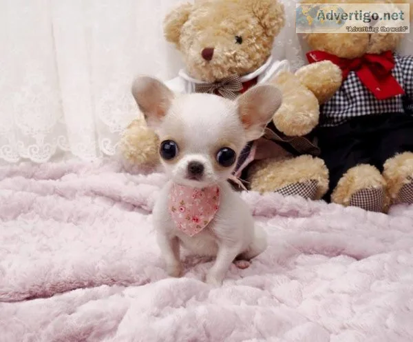 Tiny Apple Head Chihuahua puppies for rehoming