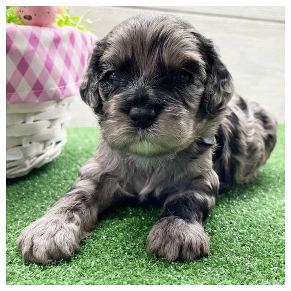 Cockapoo puppies for rehoming