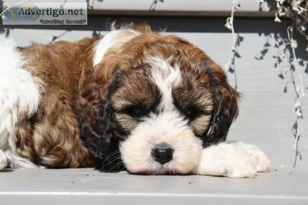 Caramel male Cockapoo