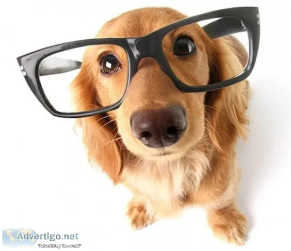 Dog Training Anytime