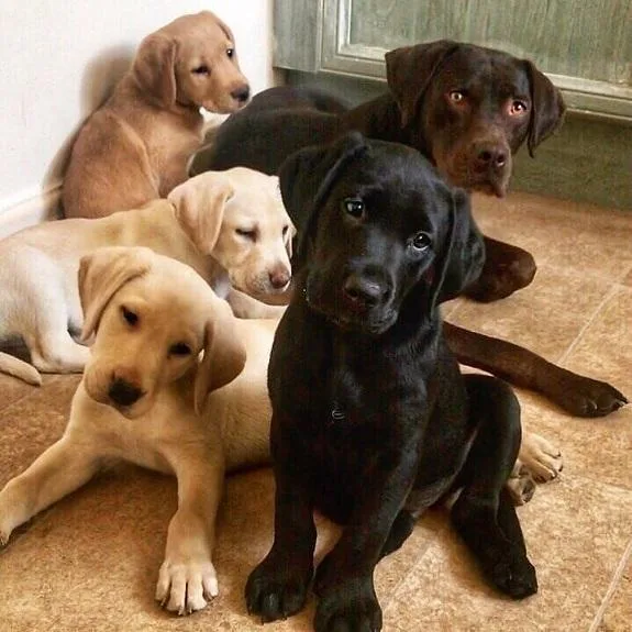 Labrador Puppies for rehoming