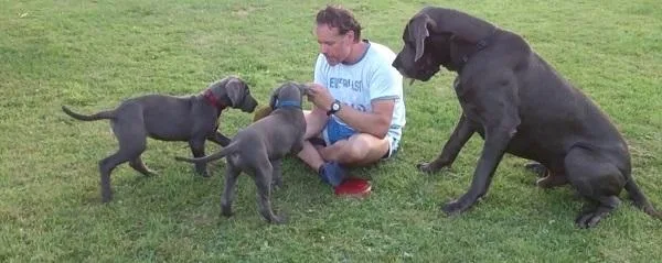 Great Dane puppies for rehoming