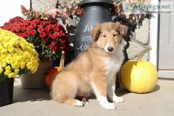 Billy male AKC Lassie Collie