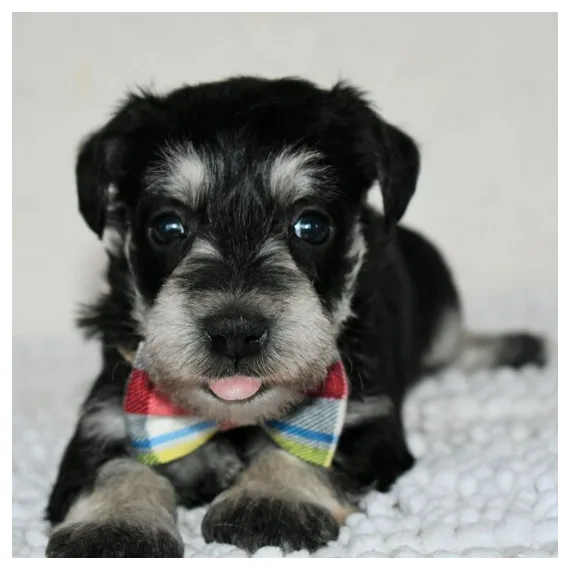 Schnauzer puppies  for rehoming