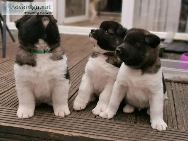 American Akita puppies