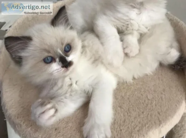 Ragdoll Kittens available