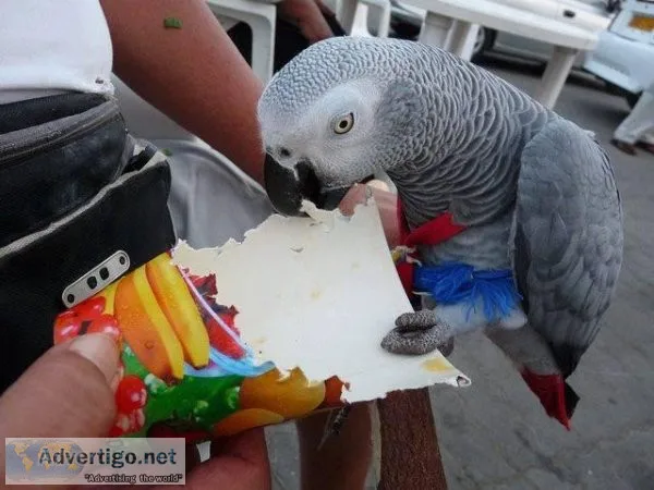 African grey parrot
