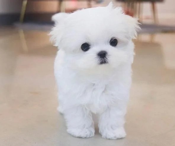 Pure Maltese puppies available.