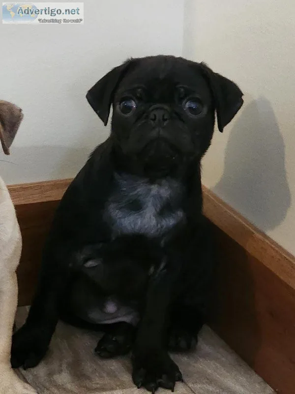 Harley