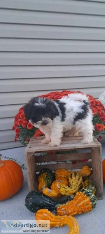 Riley Male Teddy Bear Shih-Chon