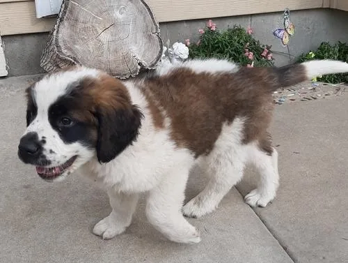 AKC Saint Bernard Puppies available now