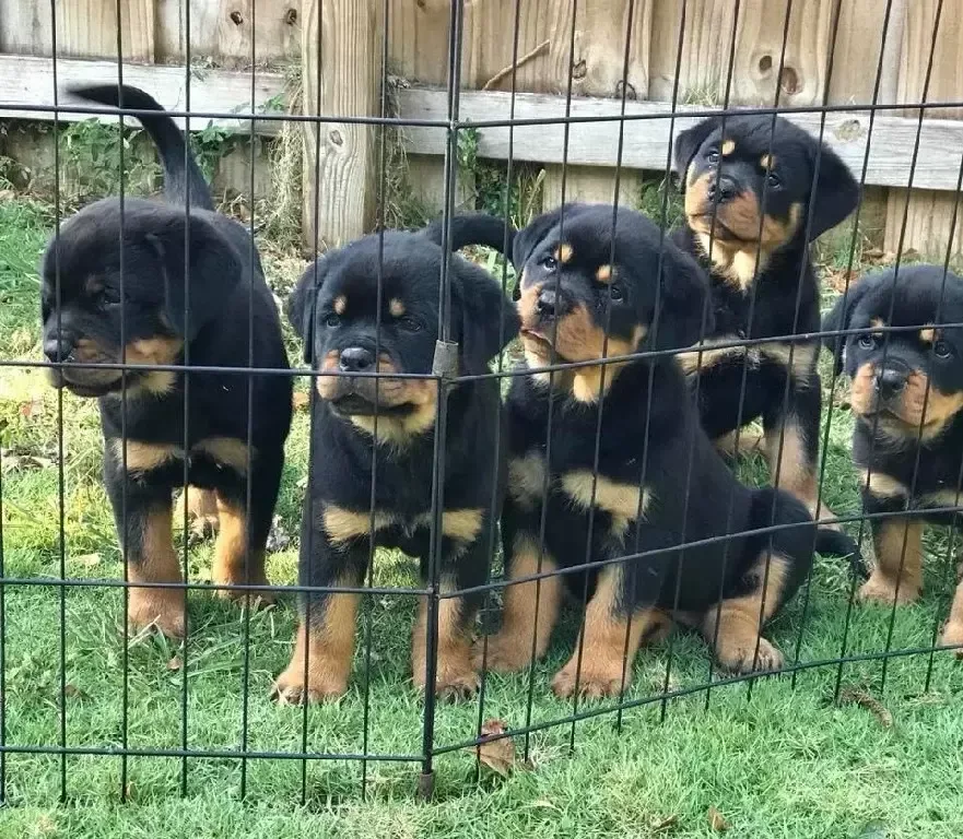 Rottweiler Puppies for sale