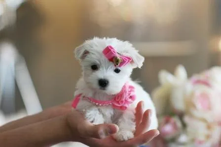 Sweet Teacup Maltese puppies available