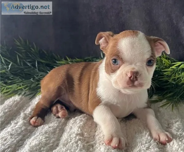 Home raised Boston Terrier puppies