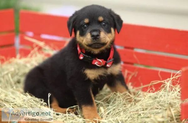 Rottweiler for sales
