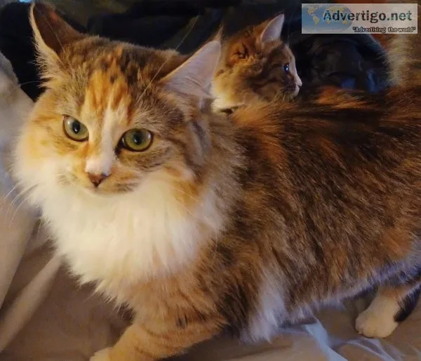 Sweetest kittens ever